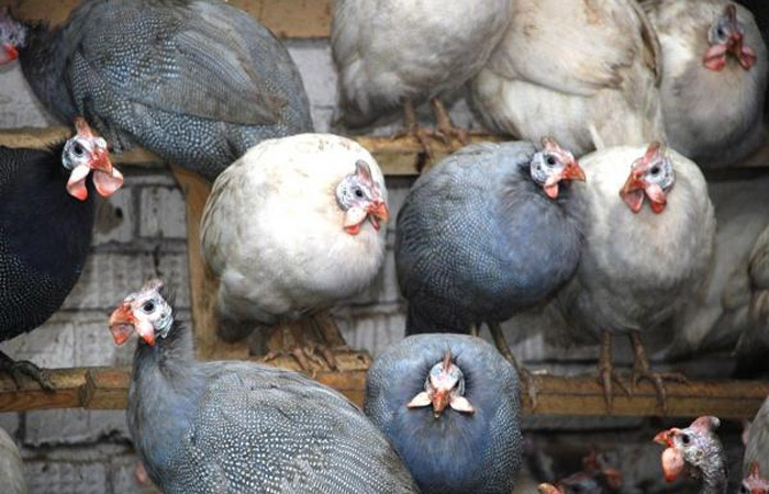 Ферма Дмитрия Климова и Сергея Овчинникова